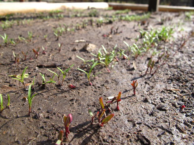 Schlamm mit kleinen grünen Pflanzen, die daraus hervorkommen.