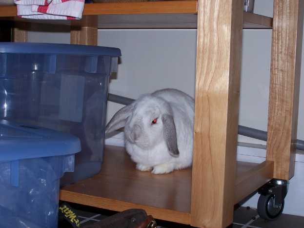 Ein Hase steht neben einem gewälzten Tisch mit Plastikbehältern und anderen Gegenständen, vor einer Wand im Hintergrund.