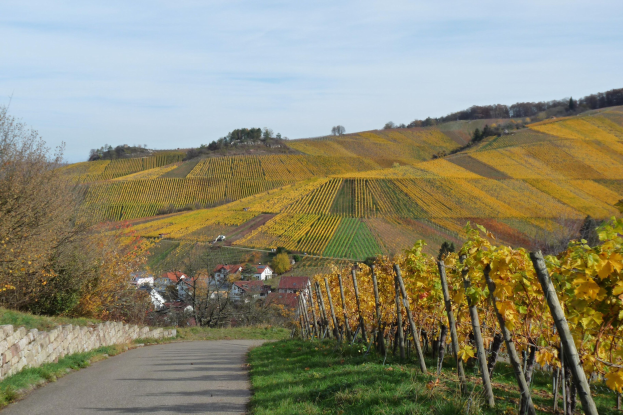 Ein gewundener Weg durch einen Weinberg im Herbst, gesäumt von grünem Gras, hohen Bäumen und kleinen Häusern unter einem Himmel voller weißer Wolken.