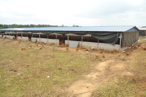 Ein großer Hühnerhof mit zahlreichen Hühnern, umgeben von grünem Gras und Bäumen unter einem bewölkten Himmel.