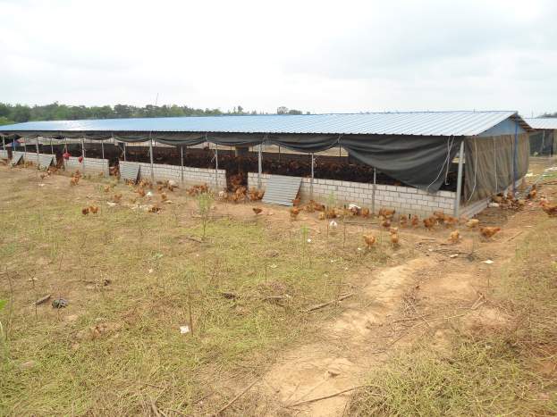 Ein großer Hühnerhof mit zahlreichen Hühnern, umgeben von grünem Gras und Bäumen unter einem bewölkten Himmel.