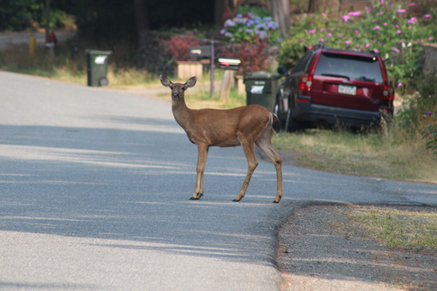 Ein Hirsch überquert eine Straße vor einem Haus, mit einem geparkten Auto auf der rechten Seite und Grünflächen einschließlich Bäumen, Pflanzen, Blumen und Mülltonnen im Hintergrund.