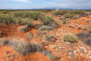 Wüstenlandschaft mit rotem Sand, spärlicher Vegetation, Pflanzen, Steinen, fernen Hügeln und einer bewölkten Himmel.