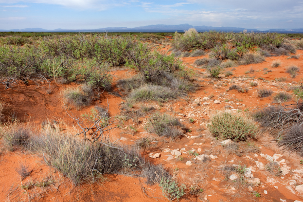 Wüstenlandschaft mit rotem Sand, spärlicher Vegetation, Pflanzen, Steinen, fernen Hügeln und einer bewölkten Himmel.