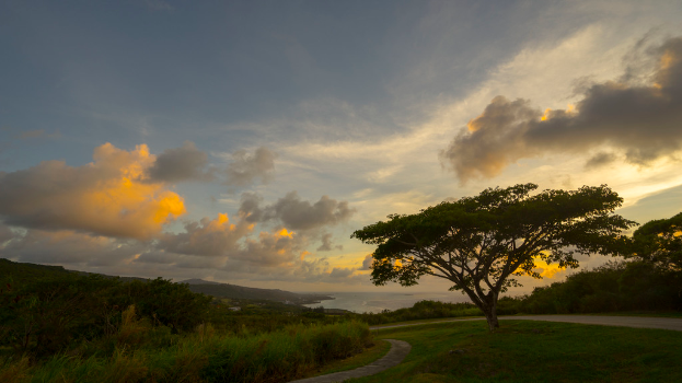 Bäume mit einer Straße auf der rechten Seite und einem klaren Himmel darüber.