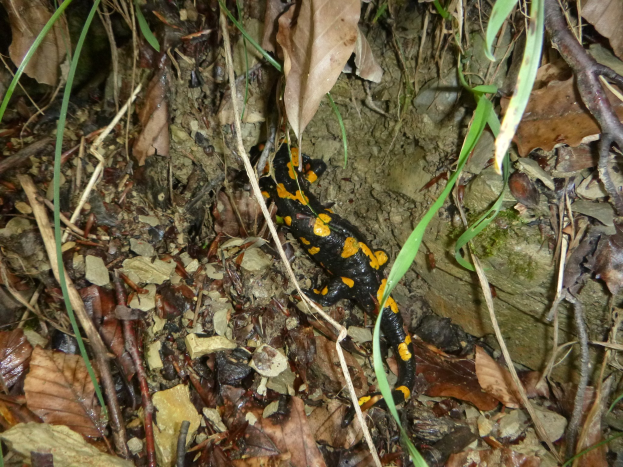 Europäischer Feuersalamander auf Waldboden umgeben von trockenen Blättern, Zweigen und Pflanzen.