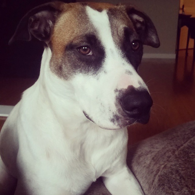 Ein Hund liegt auf einem Sofa mit einer Wand im Hintergrund.