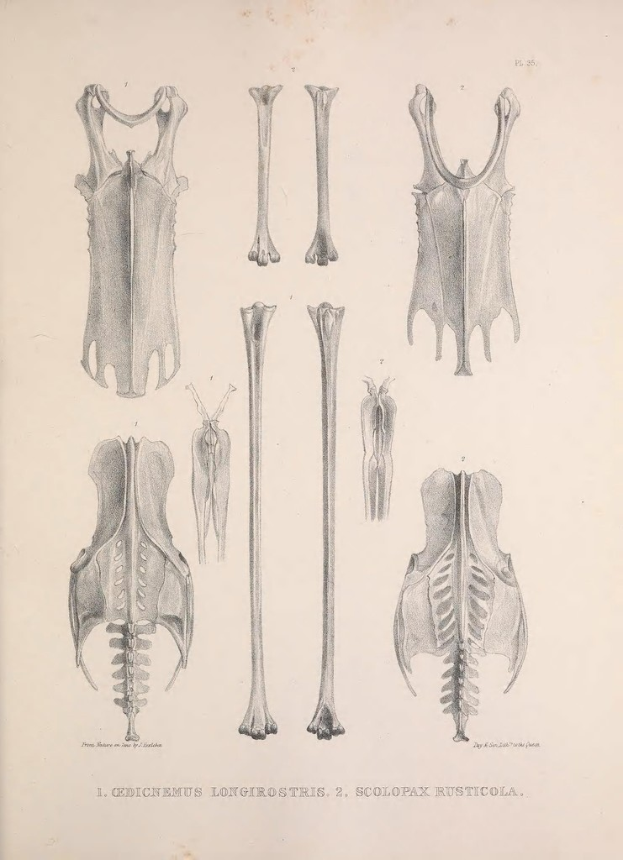Eine Sammlung von Knochen und Skeletten mit etwas Text im Bild.