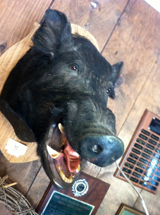 Eine Statue eines Wildschweinkopfes auf einem hölzernen Wandvorsprung mit einem Schild vorne drauf.