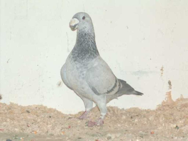 Eine Taube steht auf sandigem Boden vor einer Wand.