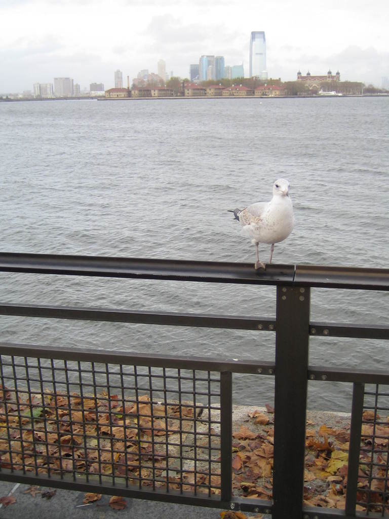 Ein Zaun mit trockenen Blättern darauf, ein Vogel darauf sitzend, mit Bäumen, Wasser und einem klaren Himmel im Hintergrund.