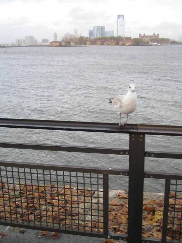 Ein Zaun mit trockenen Blättern darauf, ein Vogel darauf sitzend, mit Bäumen, Wasser und einem klaren Himmel im Hintergrund.
