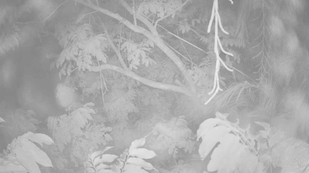 Ein dichter Wald mit zahlreichen Bäumen verschiedener Größen und Arten.