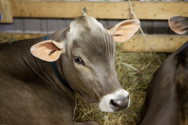 Kühe auf dem Boden sitzend mit Gras dahinter, eine hölzerne Wand im Hintergrund und ein Seil an der Wand befestigt.