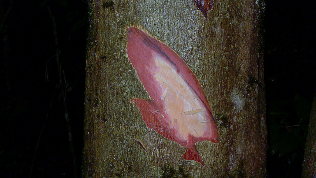 Ein einzelner grüner Stamm vor einem weißen Hintergrund.