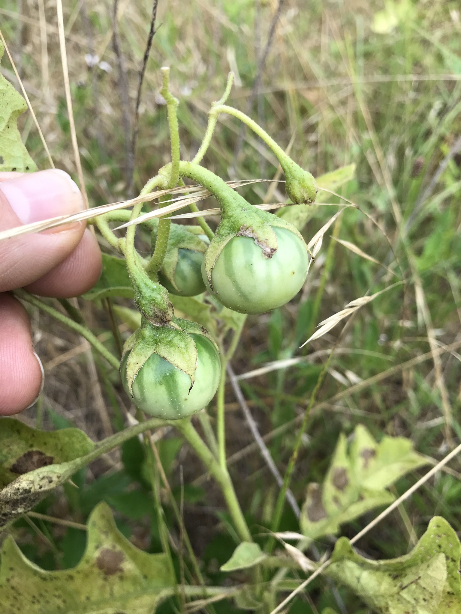 Eine Person hält einen Bund grüner Tomaten, der mit Mehltau infiziert ist, mit der Hand auf der linken Seite des Bildes, vor einem Hintergrund aus Pflanzen und Gras.