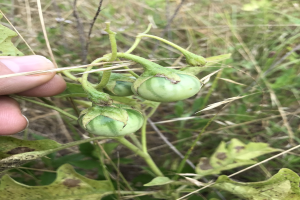 Eine Person hält einen Bund grüner Tomaten, der mit Mehltau infiziert ist, mit der Hand auf der linken Seite des Bildes, vor einem Hintergrund aus Pflanzen und Gras.