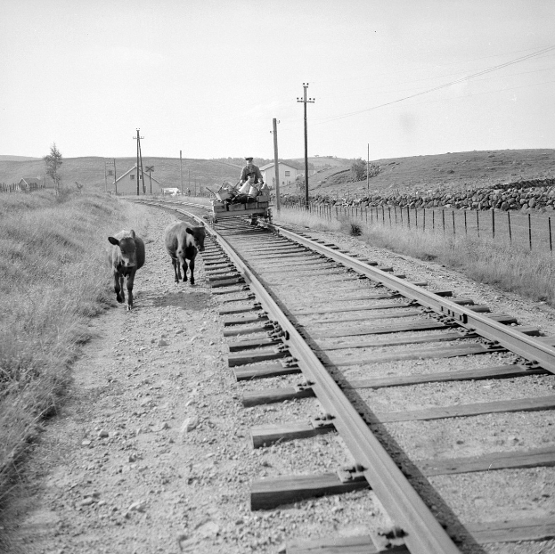 Schwarz-weiß-Foto von zwei Kühen, die auf den Schienenwegen gehen, mit einer Person, die auf einem Fahrzeug im Vordergrund sitzt, Gras und einem Zaun auf beiden Seiten und Häusern, Bäumen und Polen im Hintergrund unter dem Himmel.