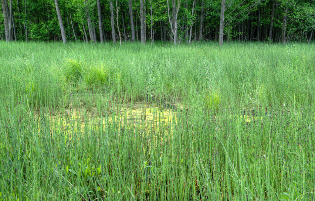 Ein landwirtschaftlicher Hof mit Bäumen oben auf dem Bild.