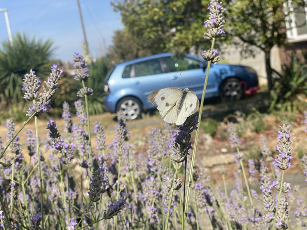 Blauer Wagen vor einem Lavendelfeld mit einer weißen Schmetterlingsblume, Bäumen, Pfählen und einem unscharfen Gebäude im Hintergrund.