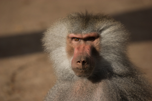 Ein Pavian ist auf dem Bild zu sehen.