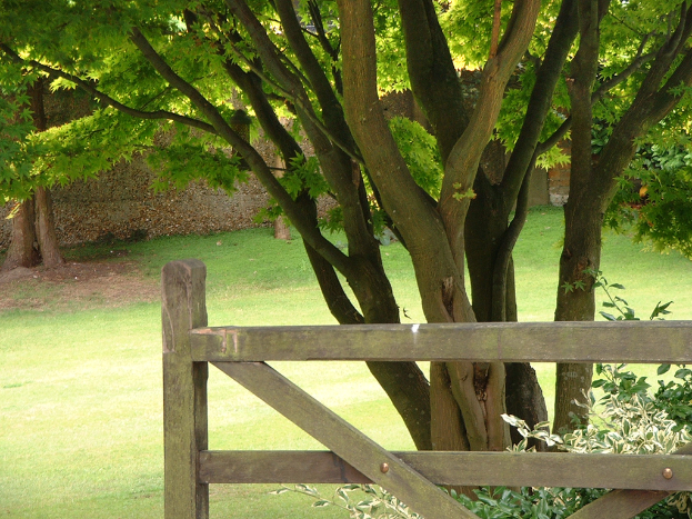 Eine Szene mit mehreren grünen Bäumen, einem Holzzaun, einer Wand und grünem Gras.