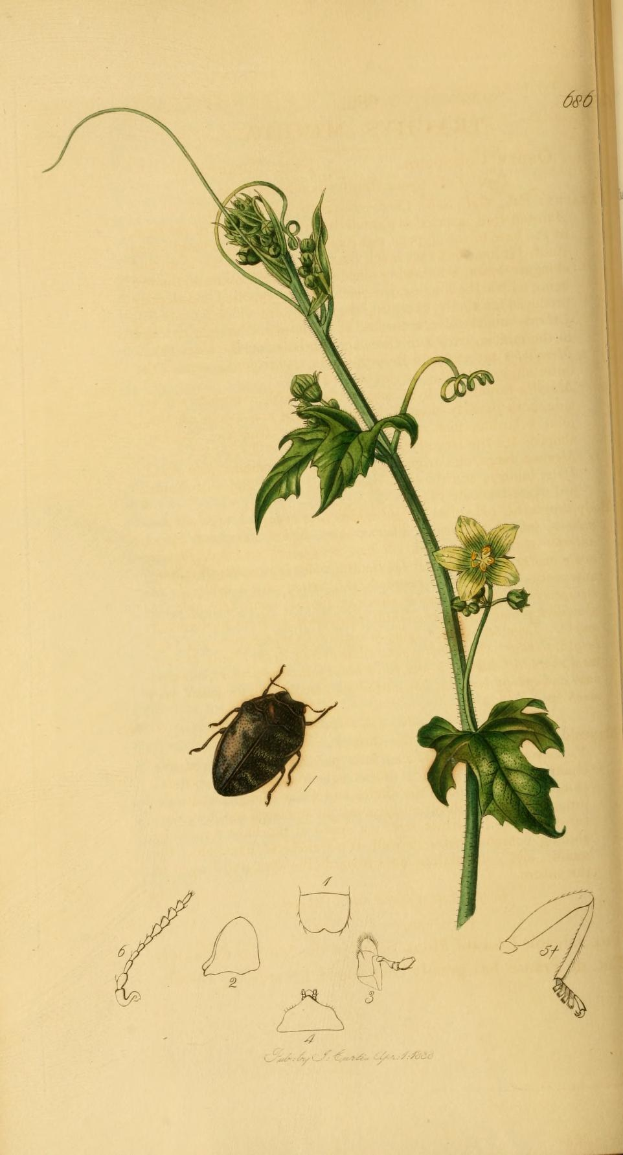 Offenes Buch mit dem Titel "Die Naturgeschichte von Pflanzen und Insekten", das eine detaillierte Illustration eines Käfers zeigt, umgeben von gedruckten Bildern von Blättern und einer Blume.
