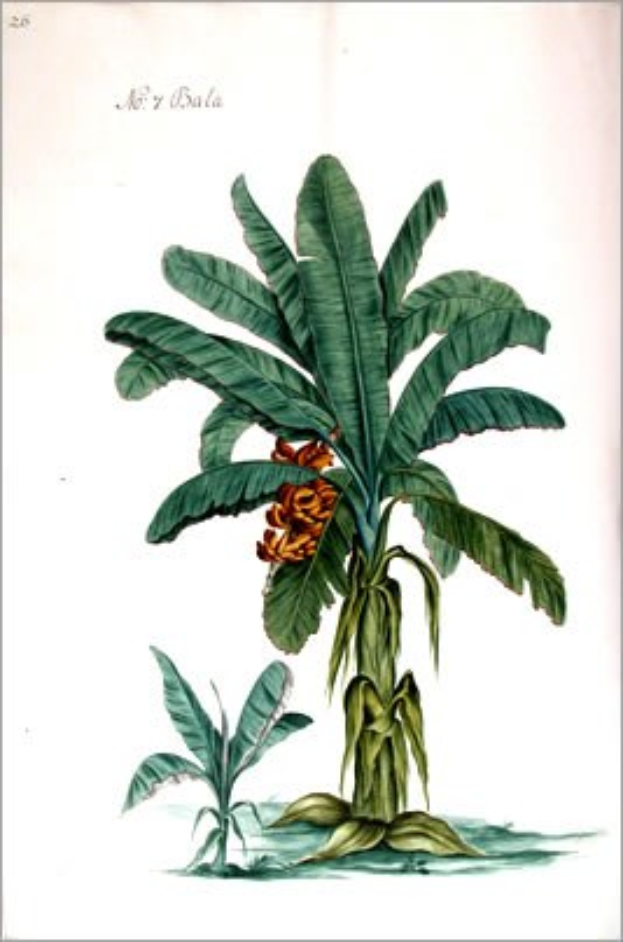 Gemälde eines Bananenbaums mit grünen Blättern und gelben Blumen in einem klassischem Rahmen.