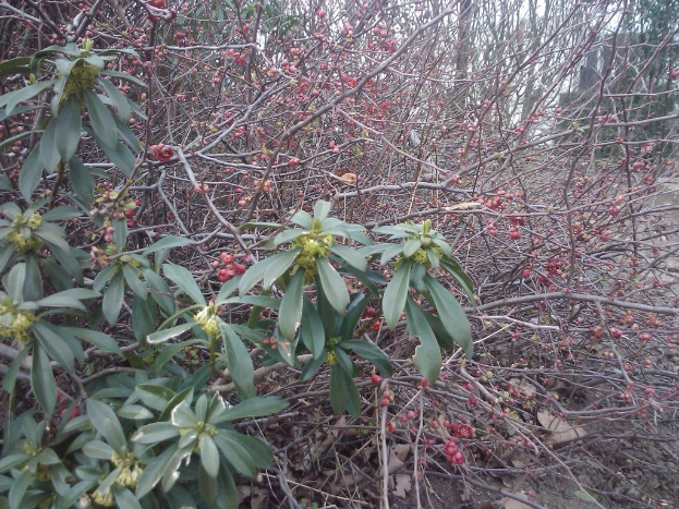 Bäume auf der linken Seite des Bildes.