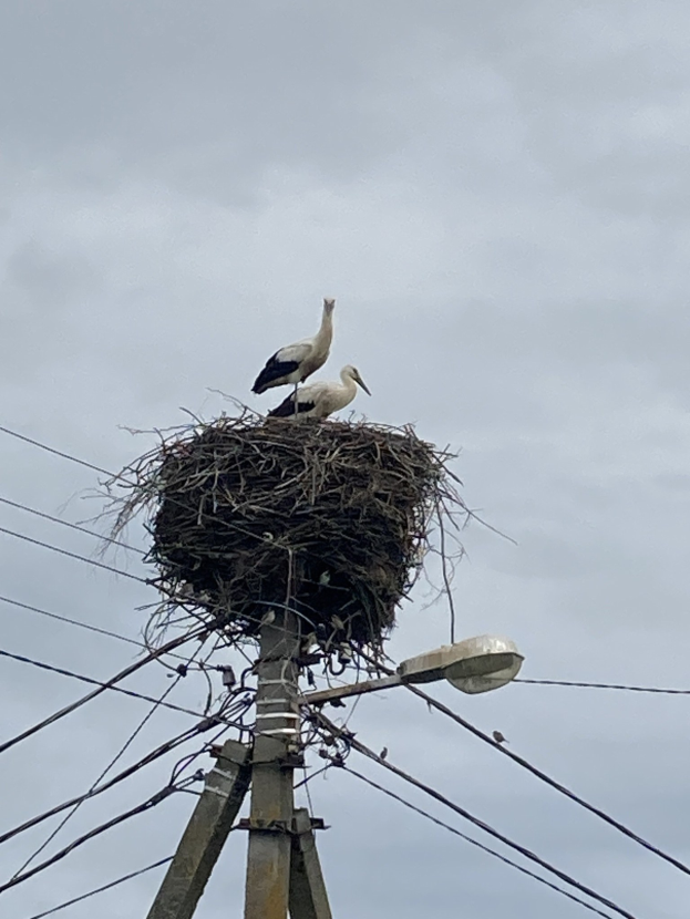 Zwei Weißstörche auf einem Nest auf einem Mast, mit einer Straßenlaterne im Hintergrund und Stromleitungen.
