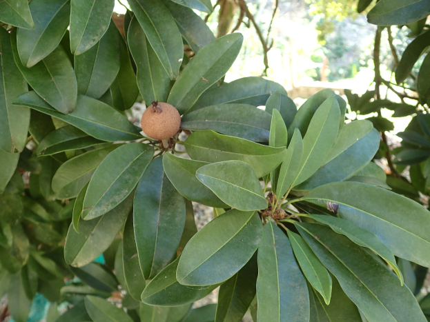 Ein Sapodillabaum mit saftig grünen Blättern und einer Frucht an einem seiner Zweige, mit einem unscharfen Hintergrund.