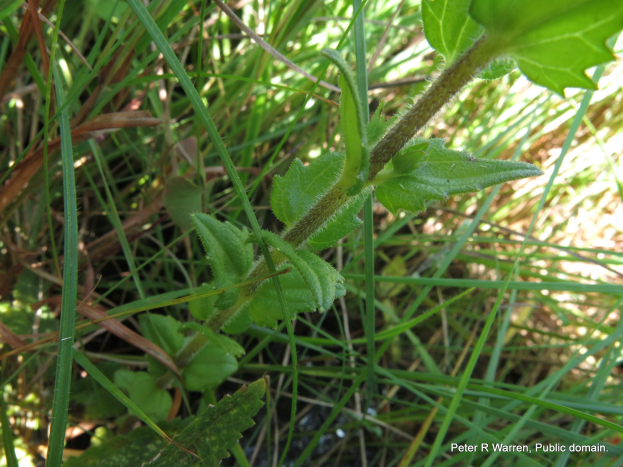 Ein Nahaufnahme eines amerikanischen Germanders mit leuchtend grünen Blättern umgeben von saftigem Gras.
