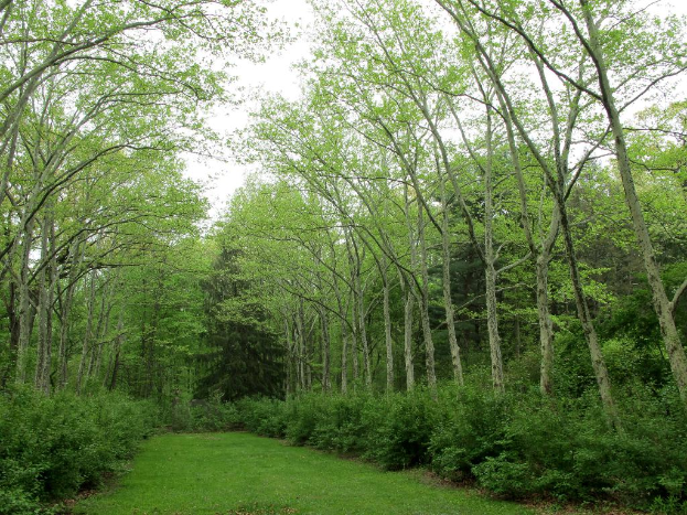 Grüne umgeben das Gebiet mit Grasland am unteren Bildrand.