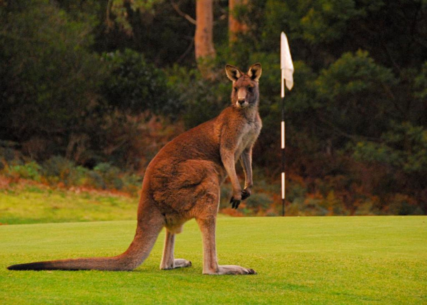 Ein Känguru mit langer Schwanz steht auf Gras mit Pflanzen und Bäumen im Hintergrund.