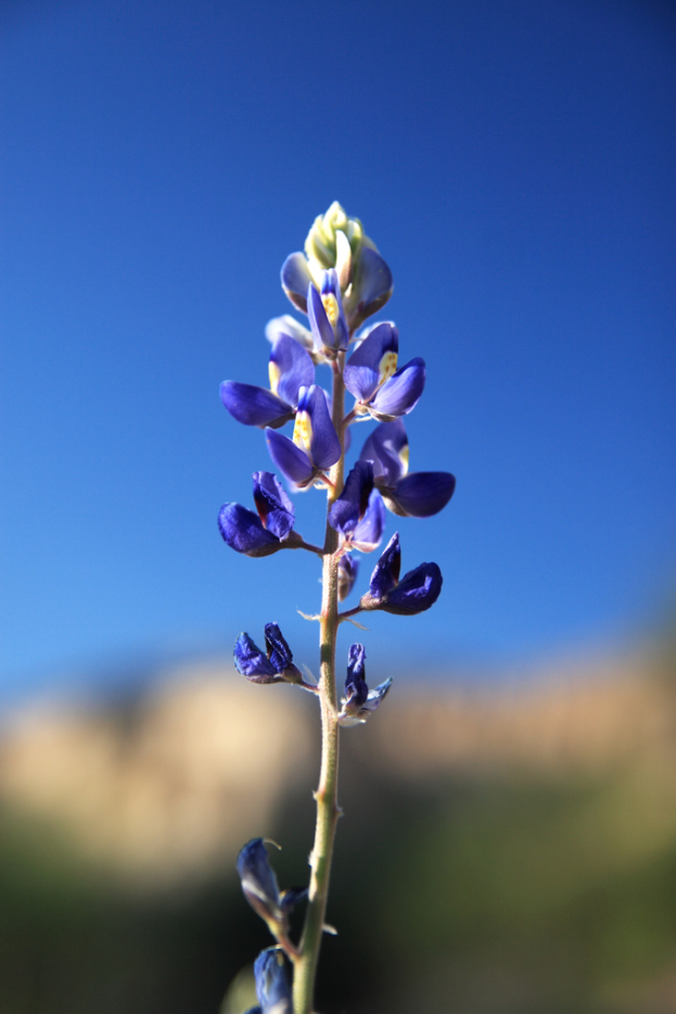Ein Kornblumenblüte mit unscharfem Hintergrund.