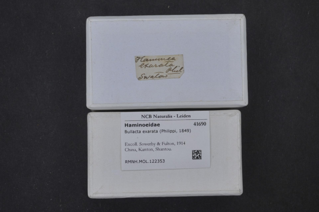 Ein weißer Karton mit einem Etikett, auf dem "Ncb Naturalis - Leiden - Hamineidea - Bullacta Exarata" steht, auf einer schwarzen Oberfläche.