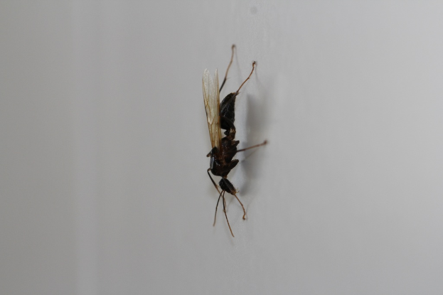 Ein schwarzer Hornissenschwarm ist im Bild zu sehen.