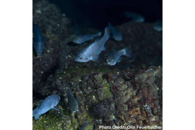 Mehrere Fische in klarem Wasser mit Text in der rechten unteren Ecke.