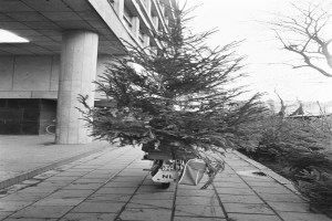 Schwarz-weißes Foto eines Fahrrads mit einem Weihnachtsbaum auf dem Gepäckträger, das vor einem Gebäude mit Säulen und Deckenleuchten geparkt ist, mit Pflanzen und Bäumen rechts und Gebäuden und Himmel im Hintergrund.