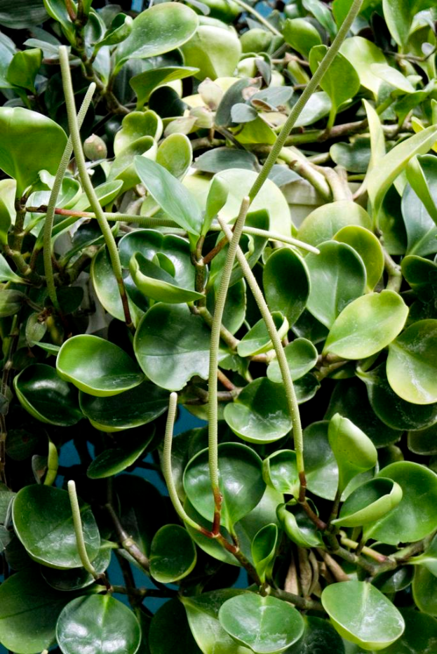 Ein Wasserwerk mit breiten, grünen Blättern, die auf der Oberfläche eines Gewässers schwimmen.